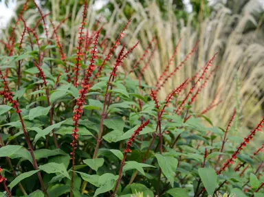 Salvia confertiflora plant with green foliage and red flowers.