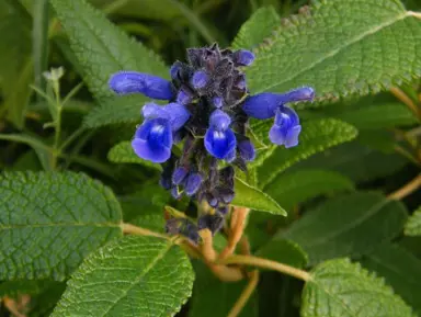 Salvia corrugata blue flowers and green foliage.