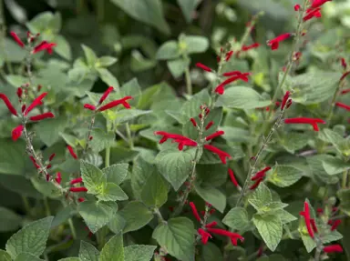 Salvia elegans plant with green foliage and red flowers.