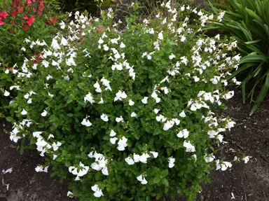 Salvia 'Glare' plant with white flowers.