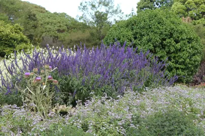 Salvia 'Indigo Spires' shrub in a garden with green foliage and purple flowers.