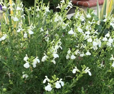 Salvia Jamensis White plant with white flowers and green foliage.