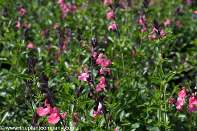 salvia-la-siesta-