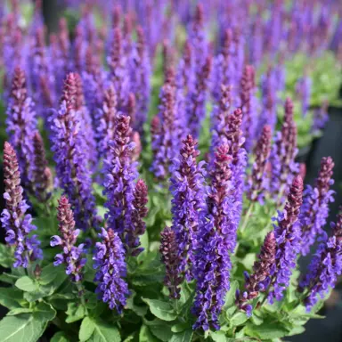 Salvia 'Marcus' plant with green foliage and purple flowers.