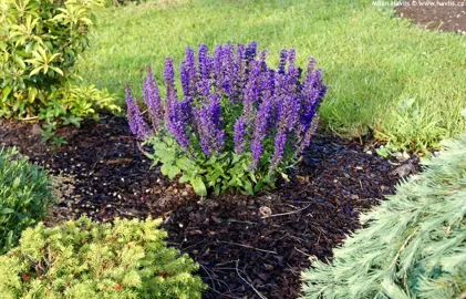 Salvia 'Merleau Blue' plant in a garden with blue flowers and green foliage.