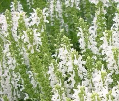 Salvia 'Merleau White' plant with white flowers.