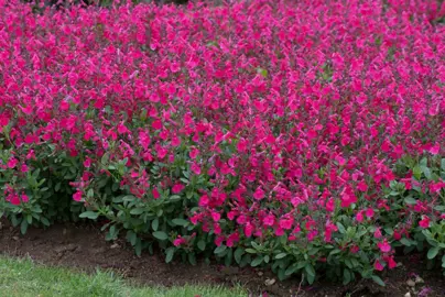 salvia-mirage-hot-pink-