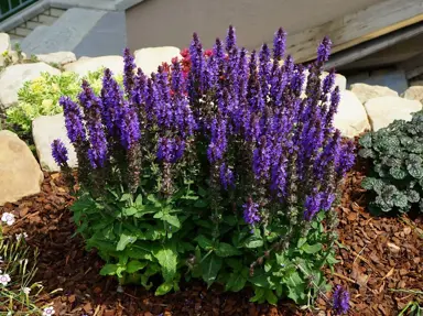 Salvia nemorosa 'Ost Friesland' plant with green foliage and purple flowers.