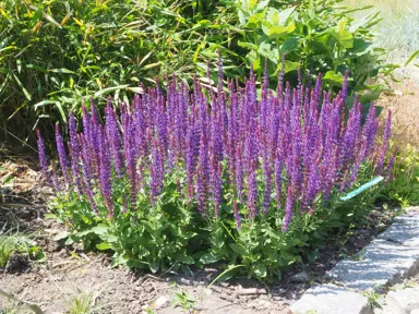 Salvia nemorosa plant with purple flowers.