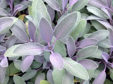 salvia-officinalis-purpurea--1