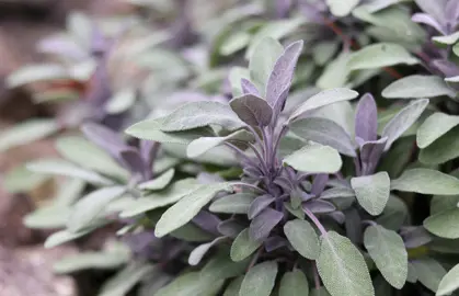 salvia-officinalis-purpurea-