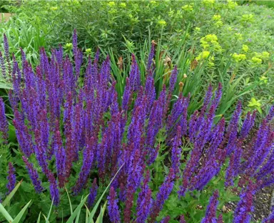 Salvia 'Ostfriesland' plant with masses of purple flowers about green foliage.