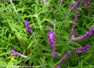 Salvia Purple Glow in a garden with purple flowers and green foliage.