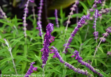 Salvia Purple Glow with purple flowers and lush green foliage.