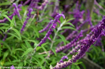 Salvia Purple Glow with purple flowers.