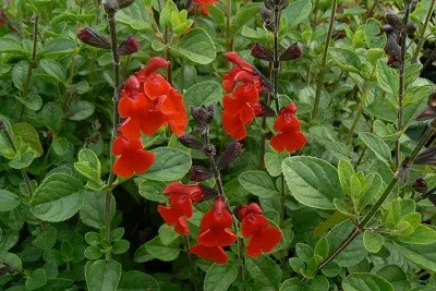 salvia-riverton-red--1