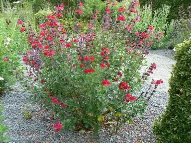 salvia-riverton-red-