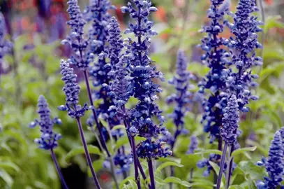 Salvia Sallyfun Blue Emotion plant with masses of blue flowers.