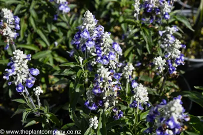 salvia-sallyfun-sky-blue--1