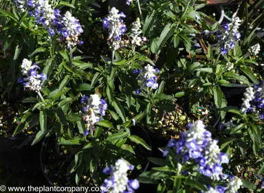 salvia-sallyfun-sky-blue--2