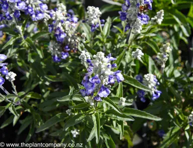 salvia-sallyfun-sky-blue--3