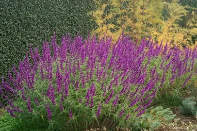 Salvia 'Santa Barbara' shrub in a garden with dark pink flowers.