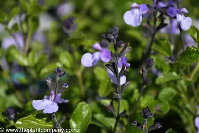 salvia-so-cool-pale-blue--1