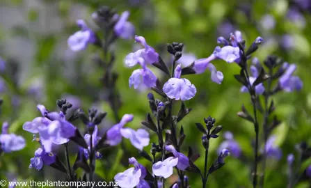 salvia-so-cool-pale-blue--5