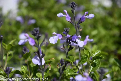 salvia-so-cool-pale-blue-