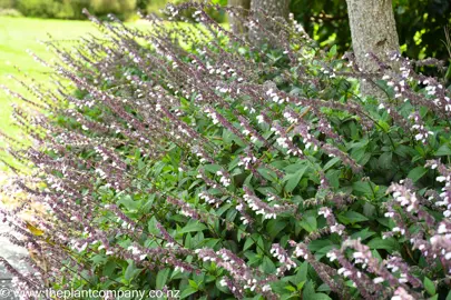 Salvia 'Waverly' plants growing in a border.