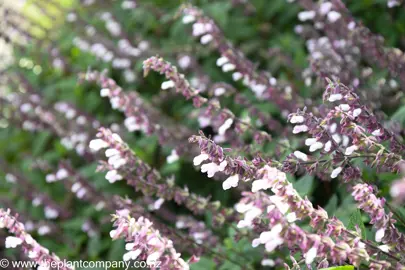 Salvia 'Waverly' pink and white flowers.