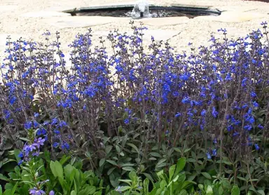 salvia-aztec-blue-