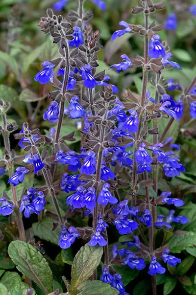 salvia-aztec-blue-1