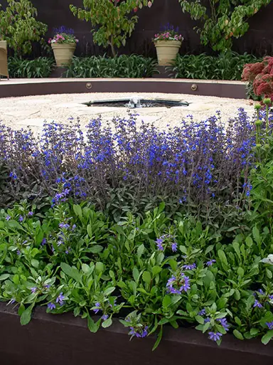 salvia-aztec-blue-3