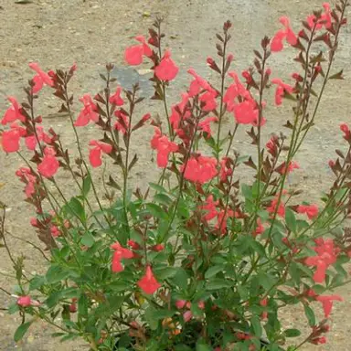 salvia-coral-