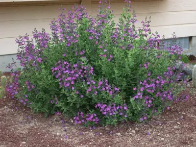 salvia-purple-