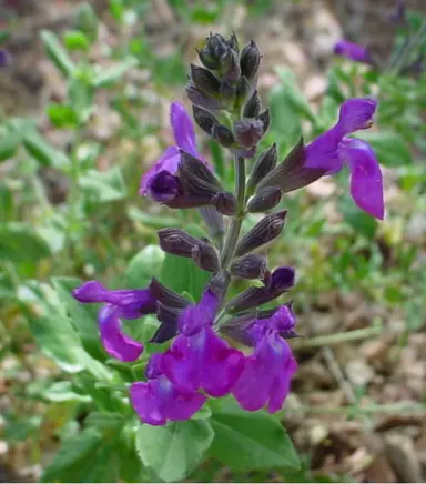 salvia-purple-1