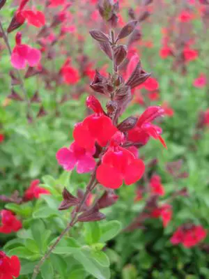 salvia-red-1