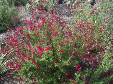 salvia-red-2