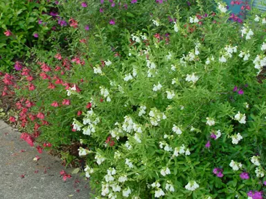 salvia-white-