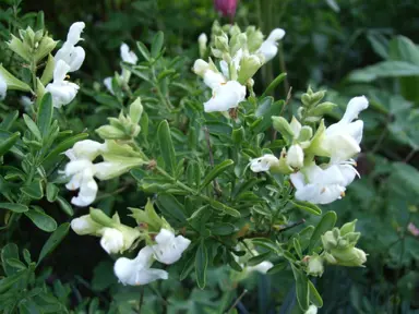 salvia-white-1