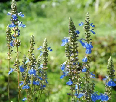 salvia-uliginosa-1