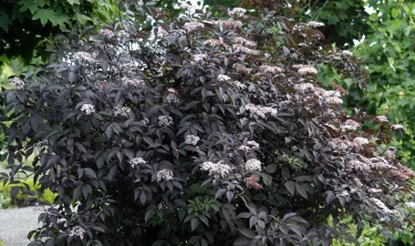 sambucus-black-beauty-