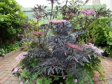 sambucus-black-lace-