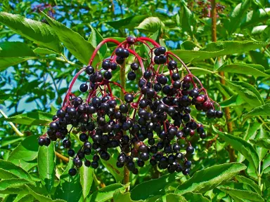 sambucus-nigra--1