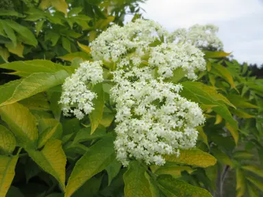 Sambucus nigra aurea shrub with large white flowers and green-yellow foliage.