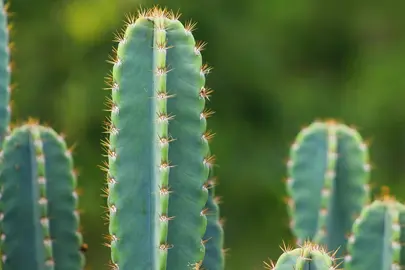 echinopsis-pachanoi-