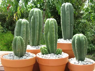 echinopsis-pachanoi-1