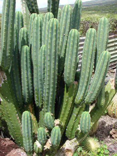 echinopsis-pachanoi-3