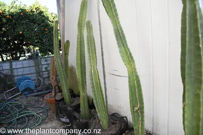 echinopsis-pachanoi-4